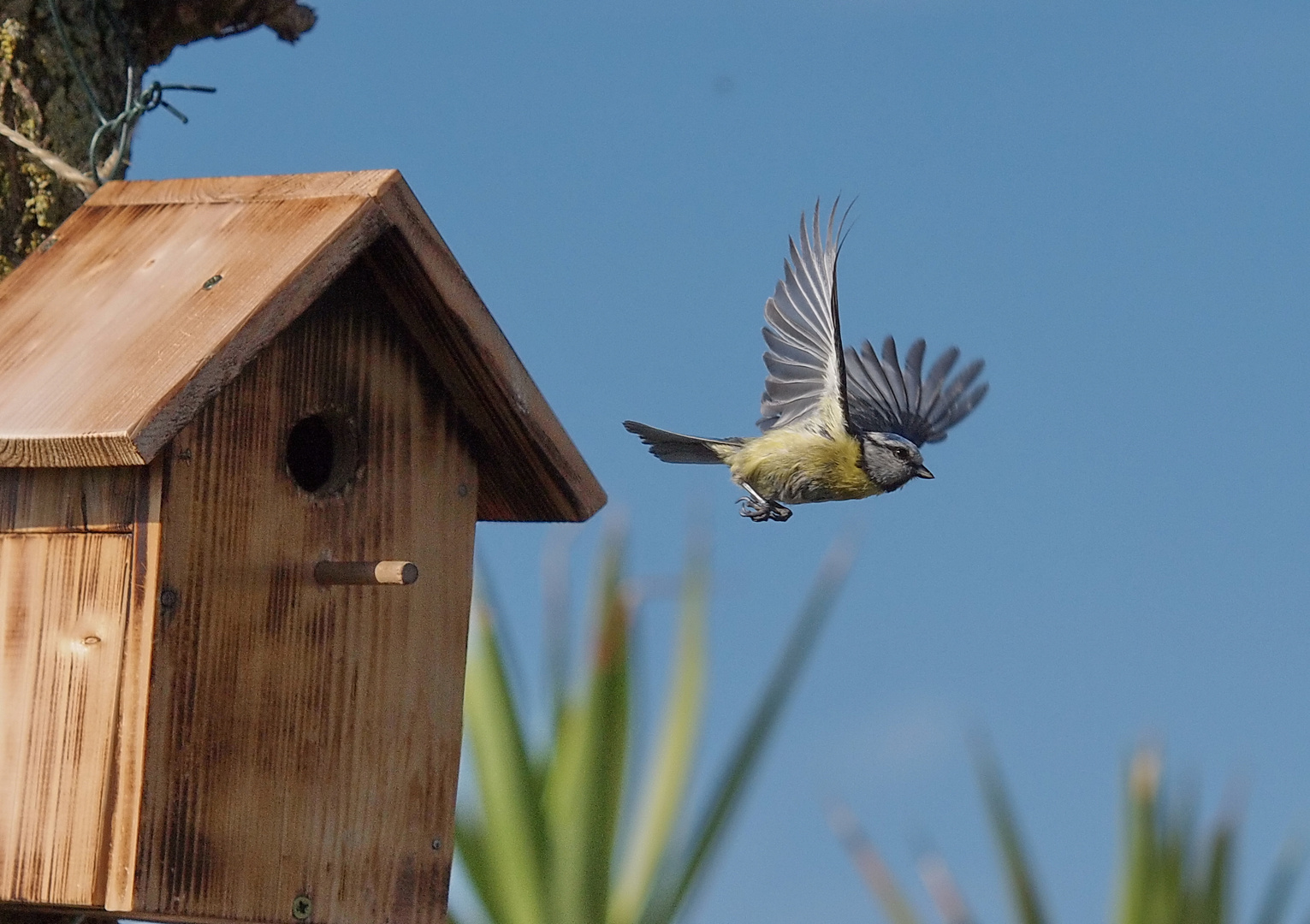 Blaumeise im Flug