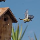 Blaumeise im Flug