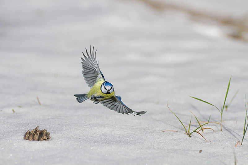 Blaumeise im Flug 1