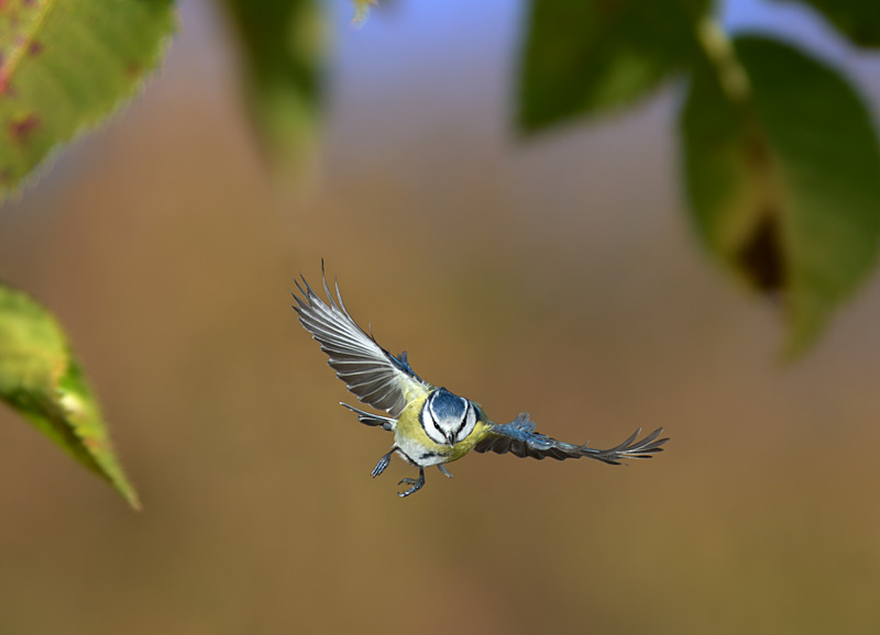 Blaumeise im Flug 2