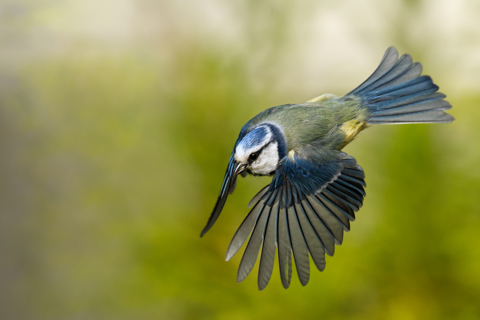 Blaumeise im Flug