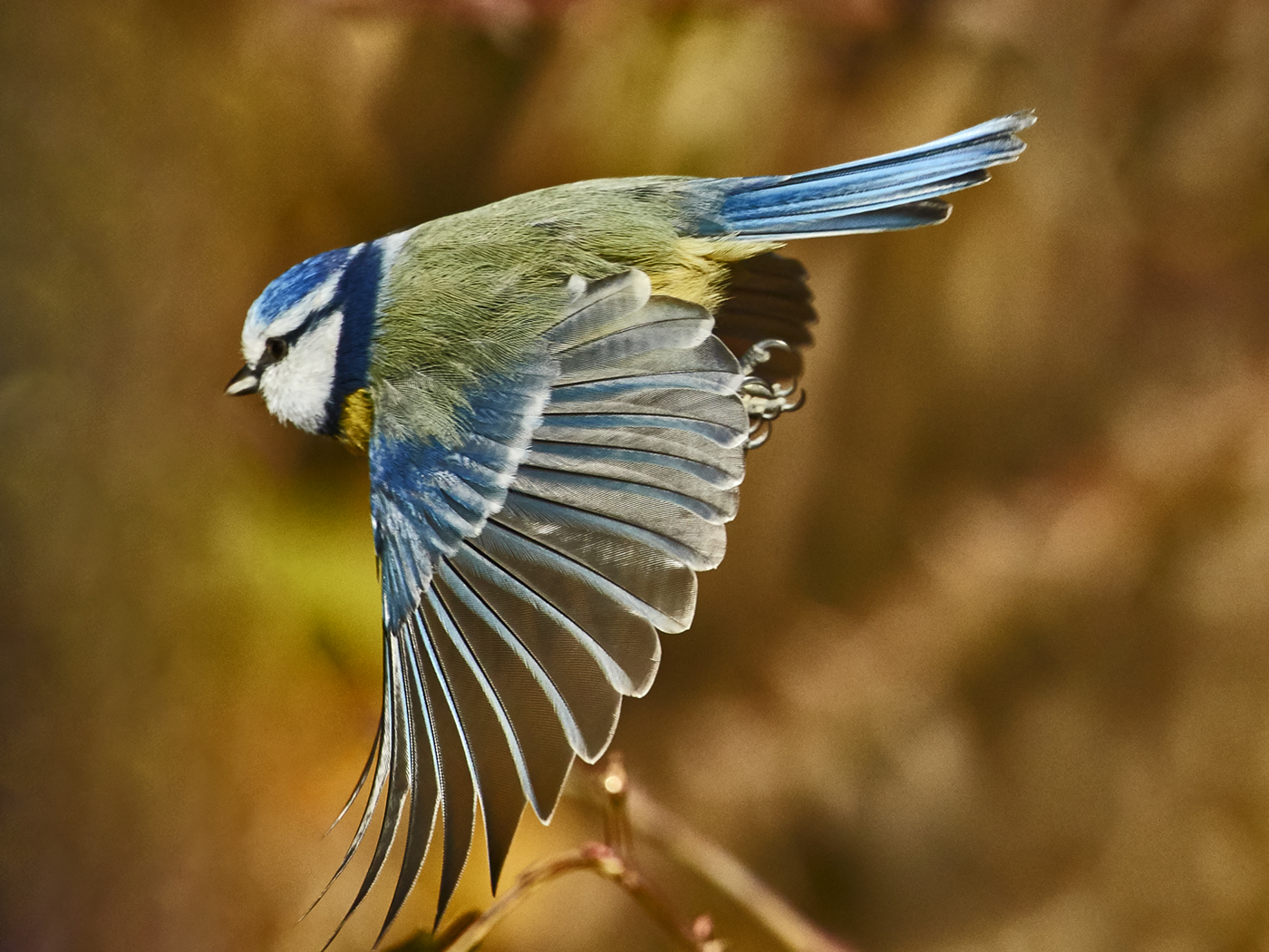 Blaumeise im Flug