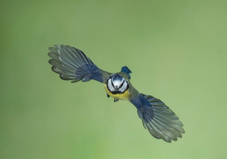 Blaumeise im Flug 3