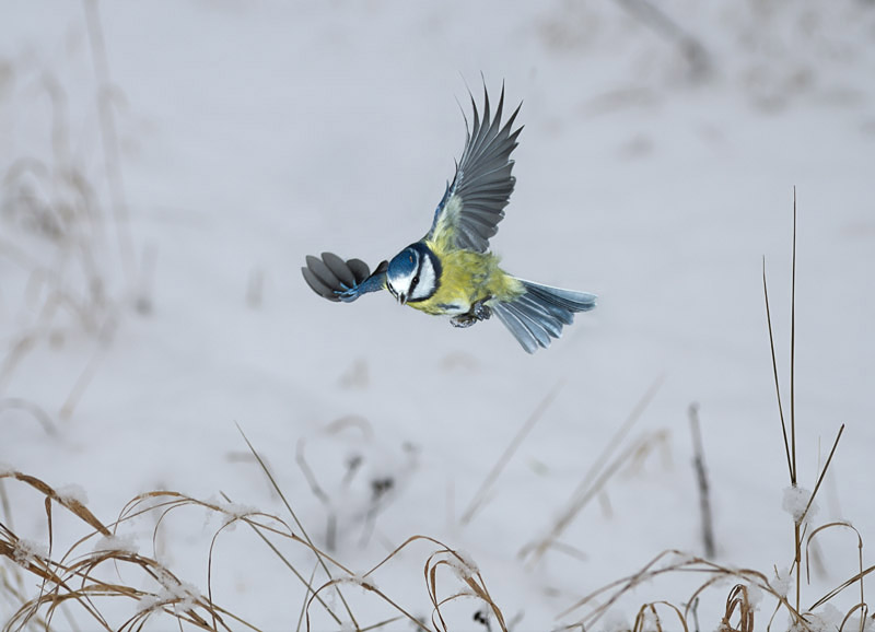 Blaumeise im Flug