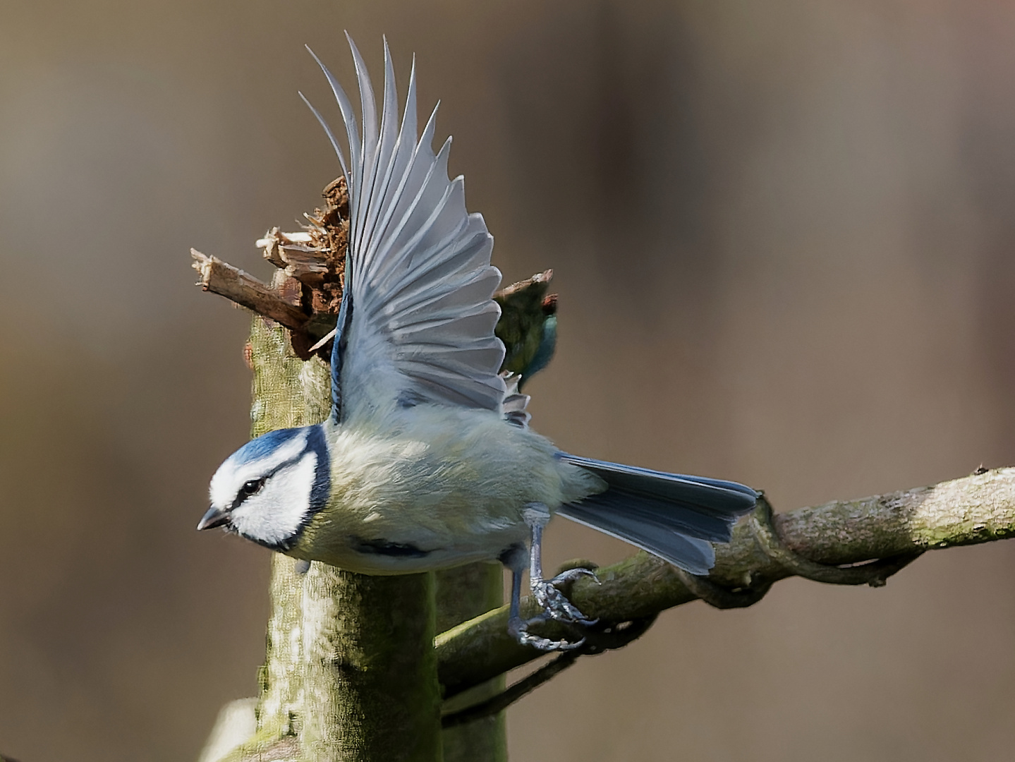 Blaumeise im Flug 