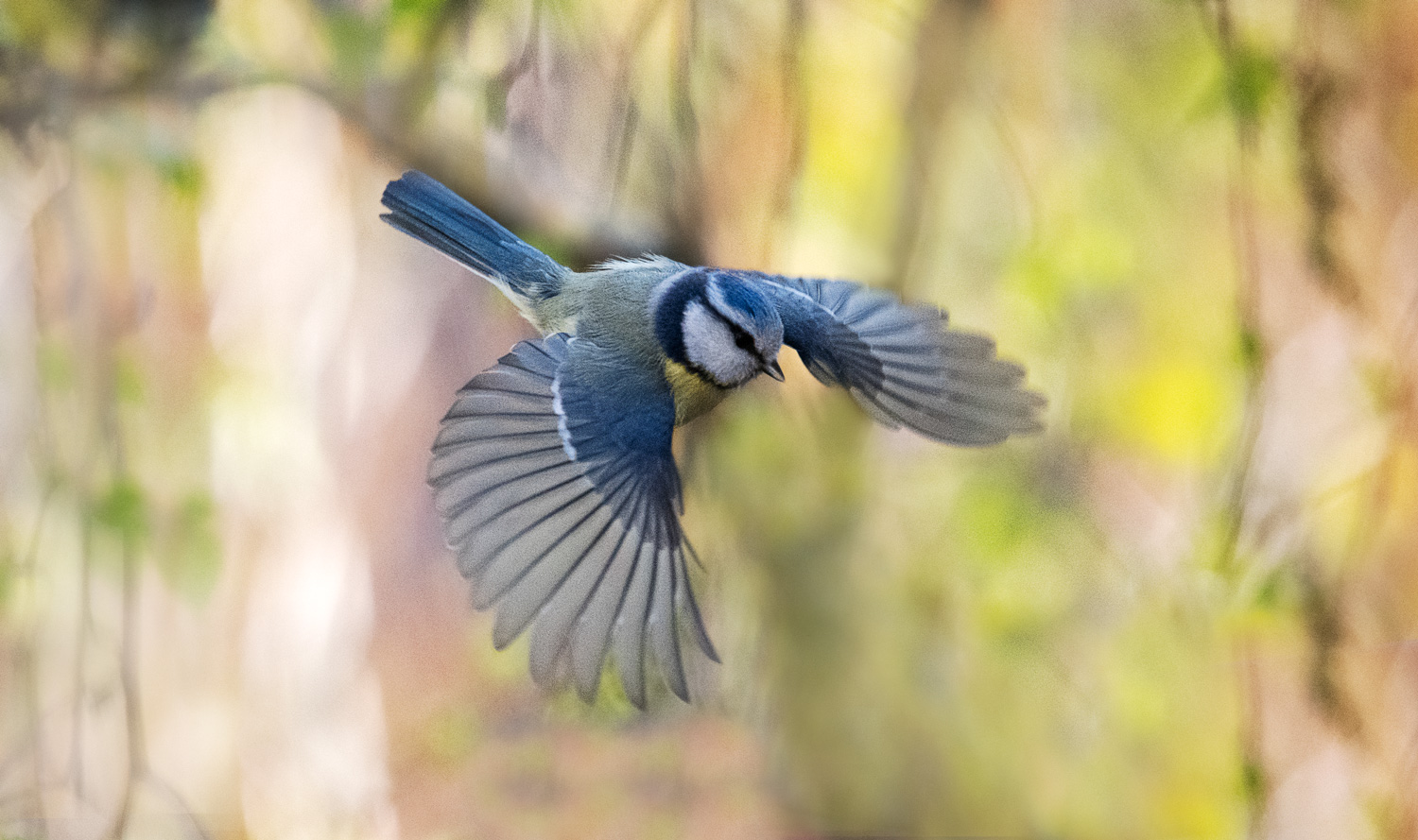 Blaumeise im Flug