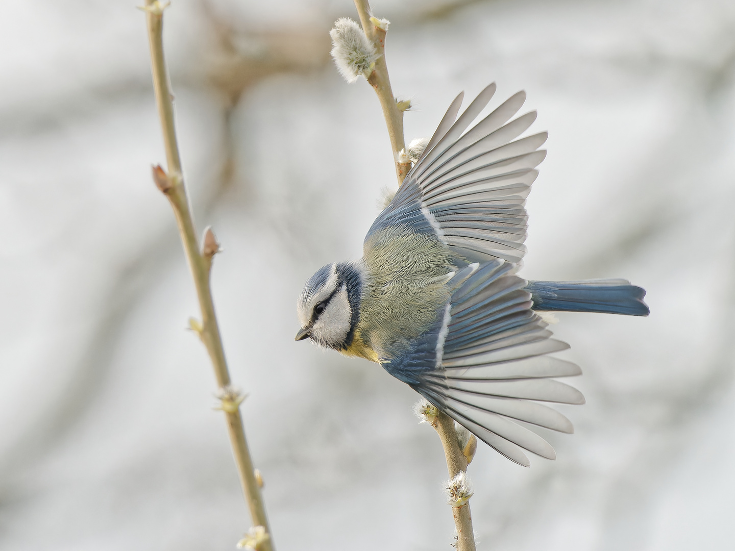 Blaumeise im Flug