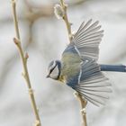 Blaumeise im Flug