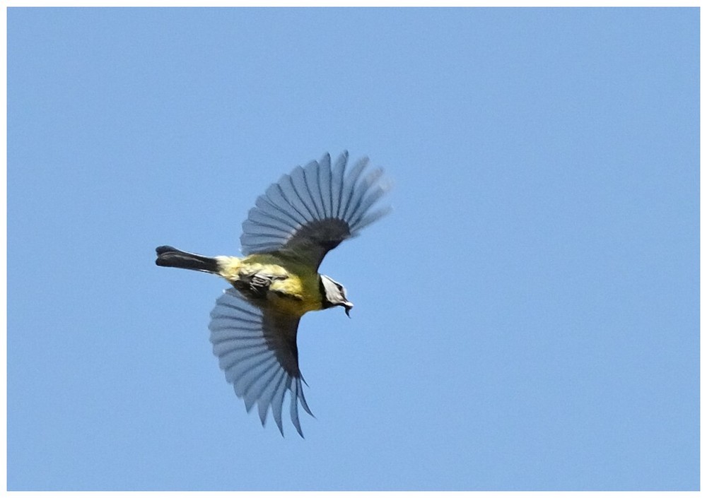 Blaumeise im Flug..