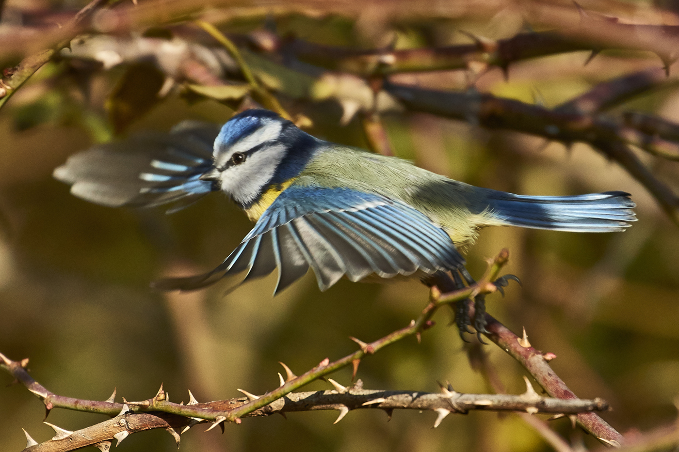 Blaumeise im Flug