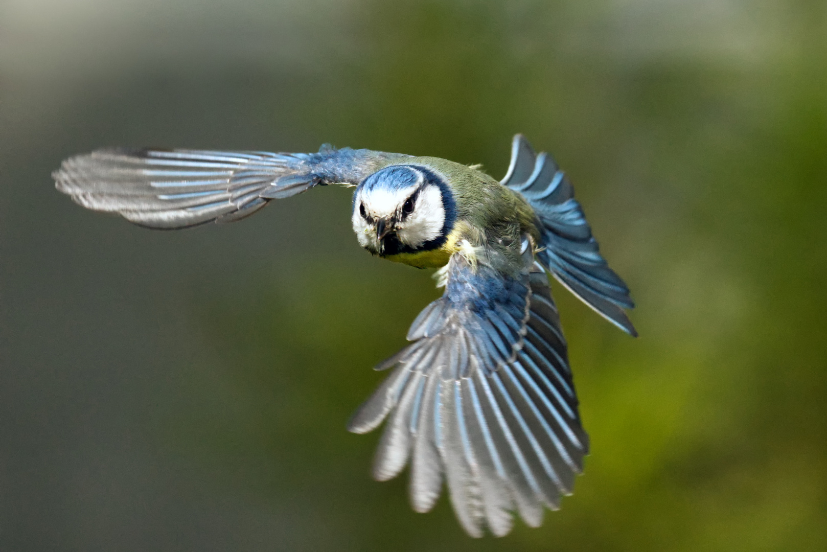 Blaumeise im Flug