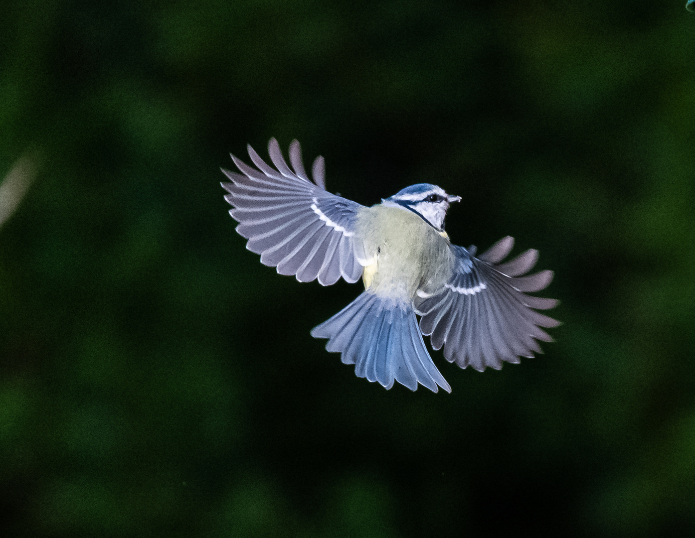 Blaumeise im Flug