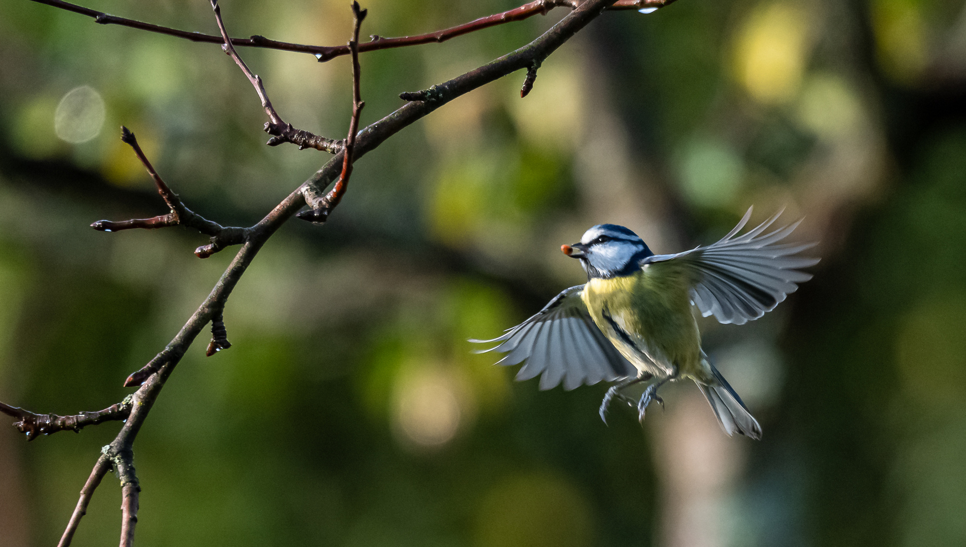 Blaumeise im Flug . . . . .