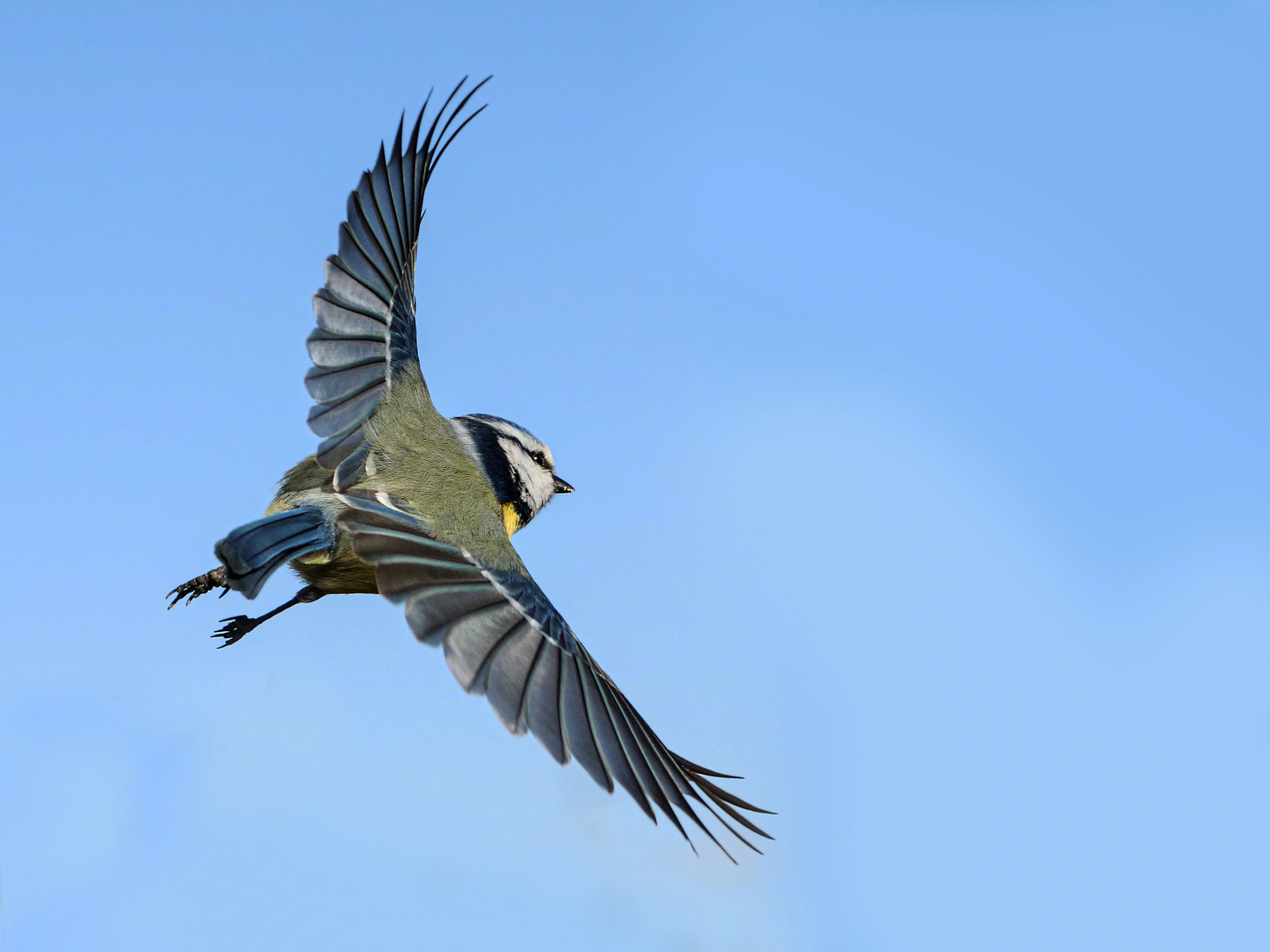 Blaumeise Im Flug