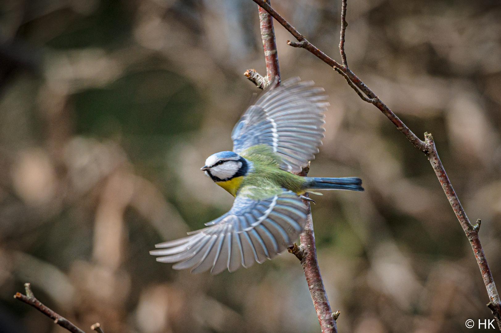 Blaumeise im Flug