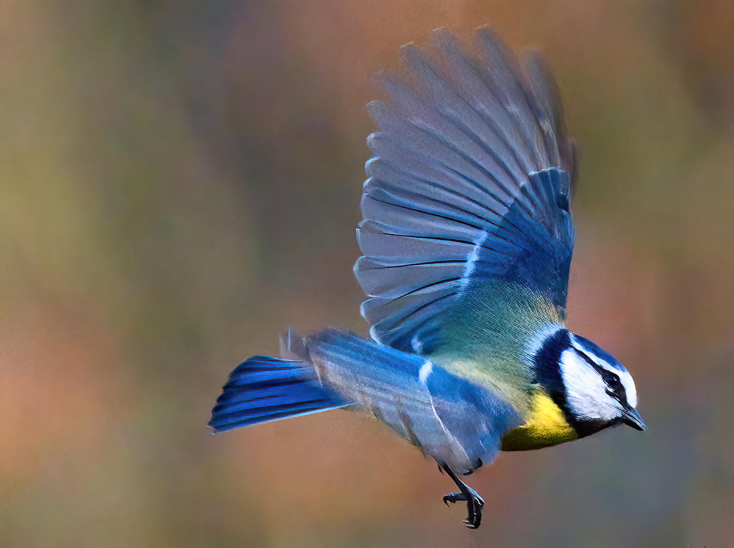 Blaumeise im Flug