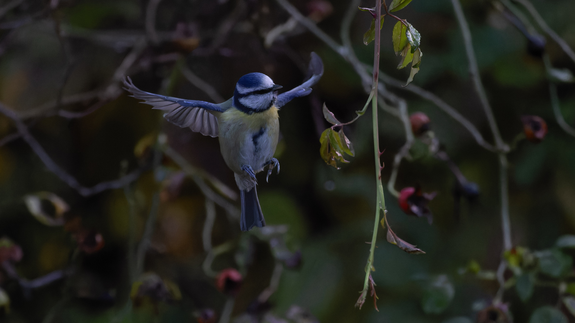 Blaumeise im Flug