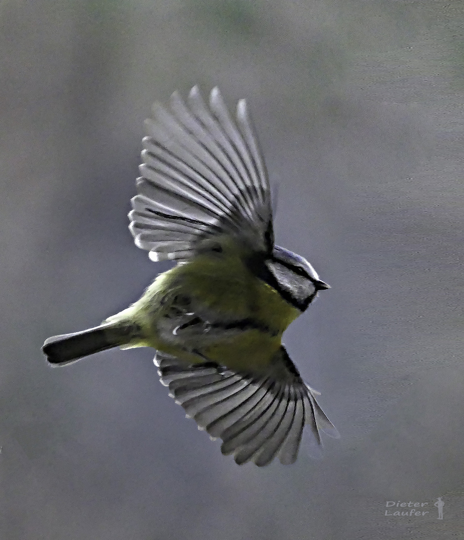 Blaumeise-im-Flug