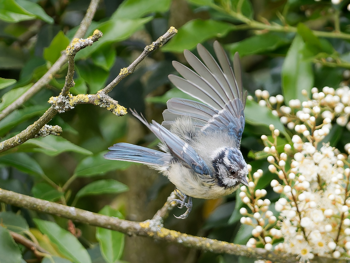 Blaumeise im Flug i