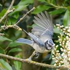 Blaumeise im Flug i