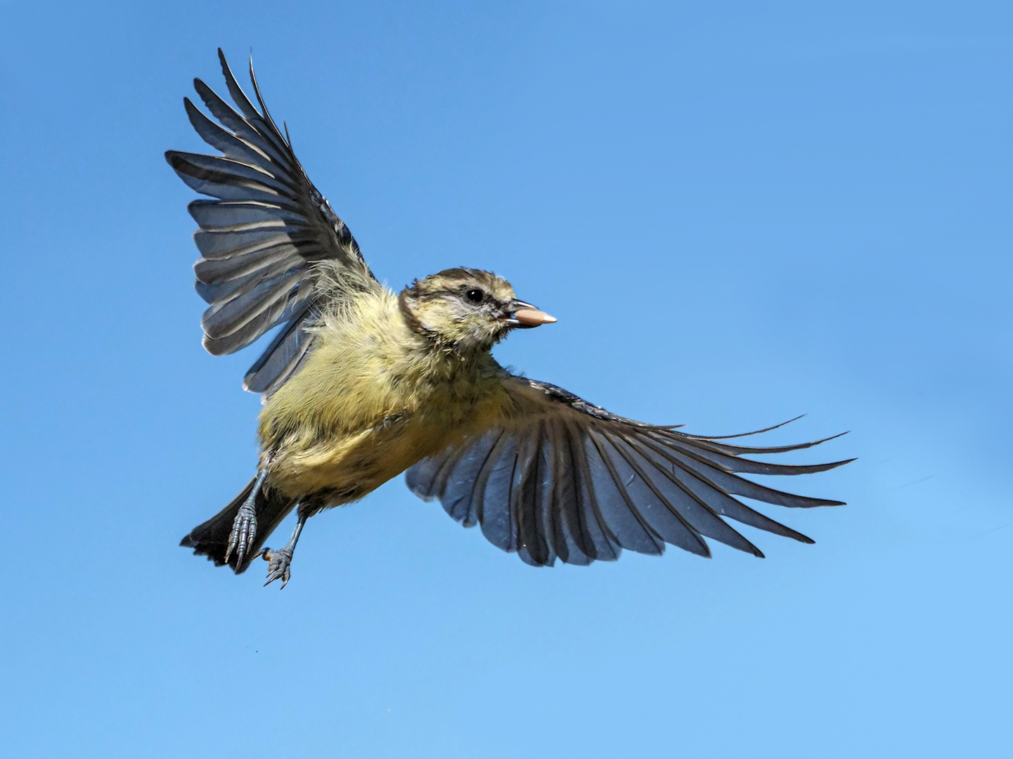 Blaumeise im Flug mit einen Sonnenblumenkern