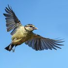 Blaumeise im Flug mit einen Sonnenblumenkern