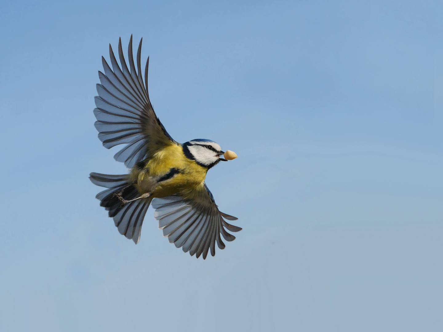 Blaumeise im Flug mit Nuß