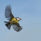 Blaumeise im Flug mit Nuß