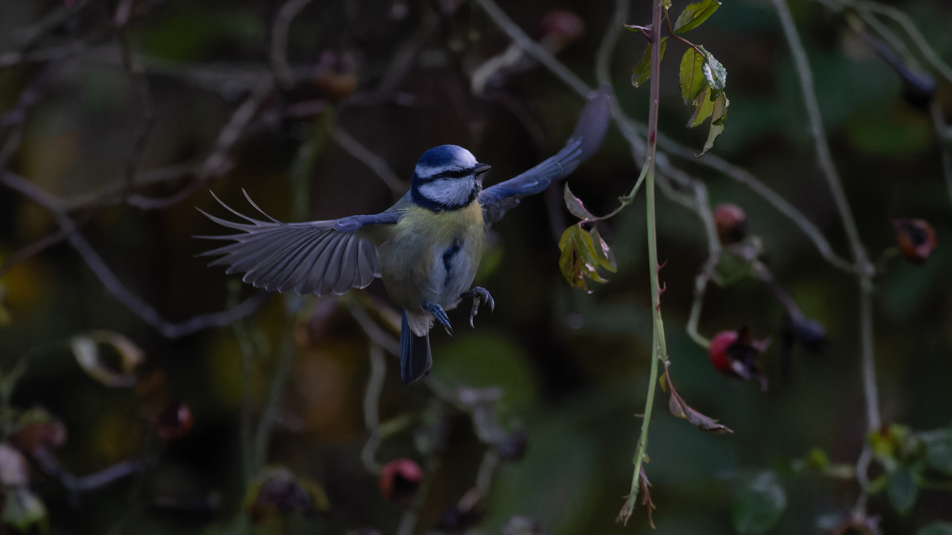 Blaumeise im Flug_02