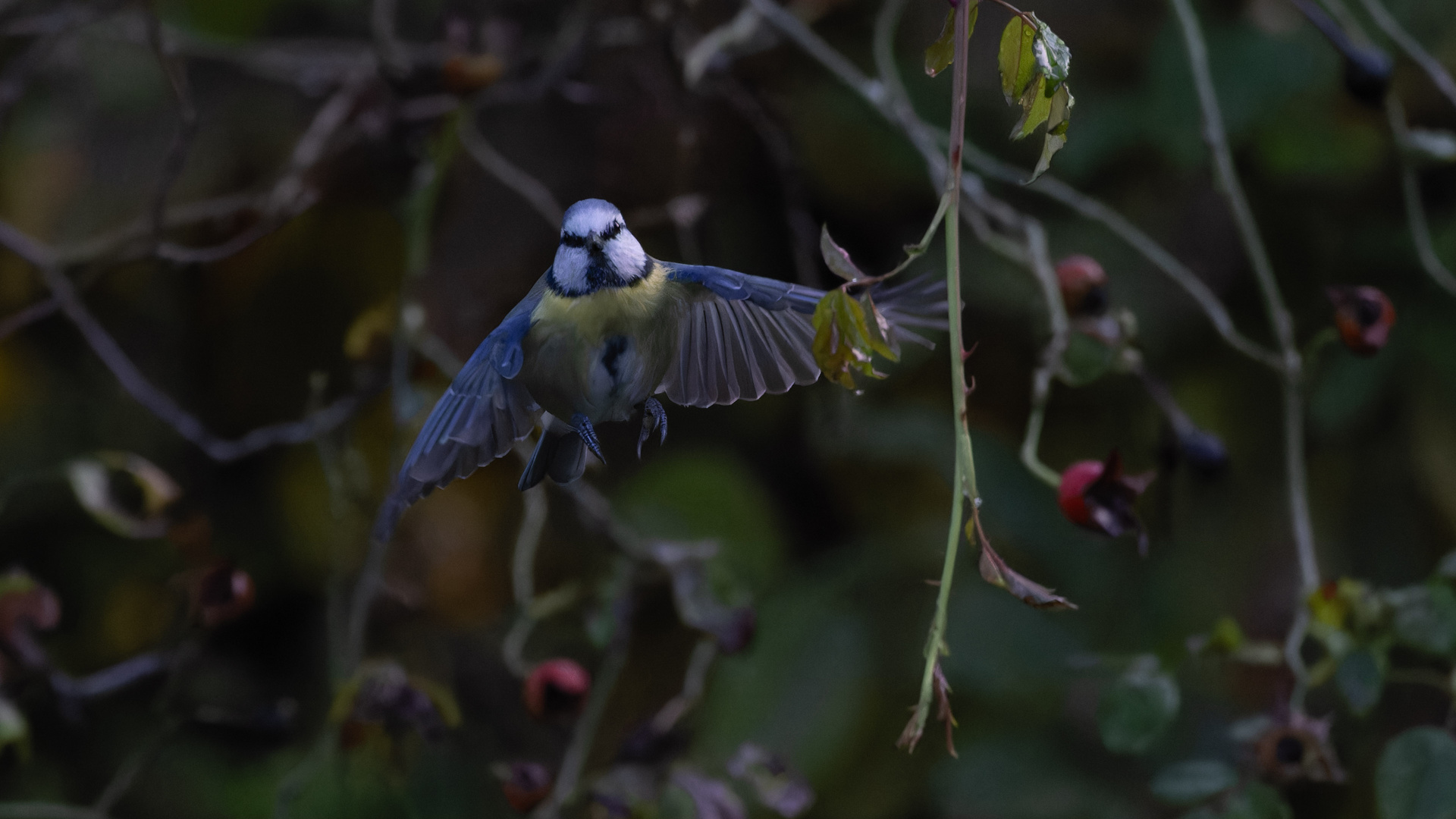 Blaumeise im Flug_03