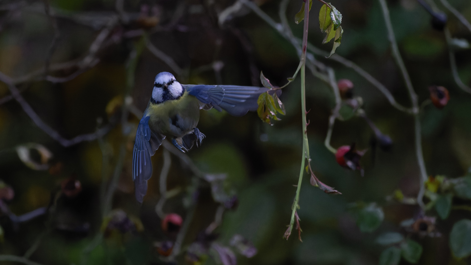 Blaumeise im Flug_04