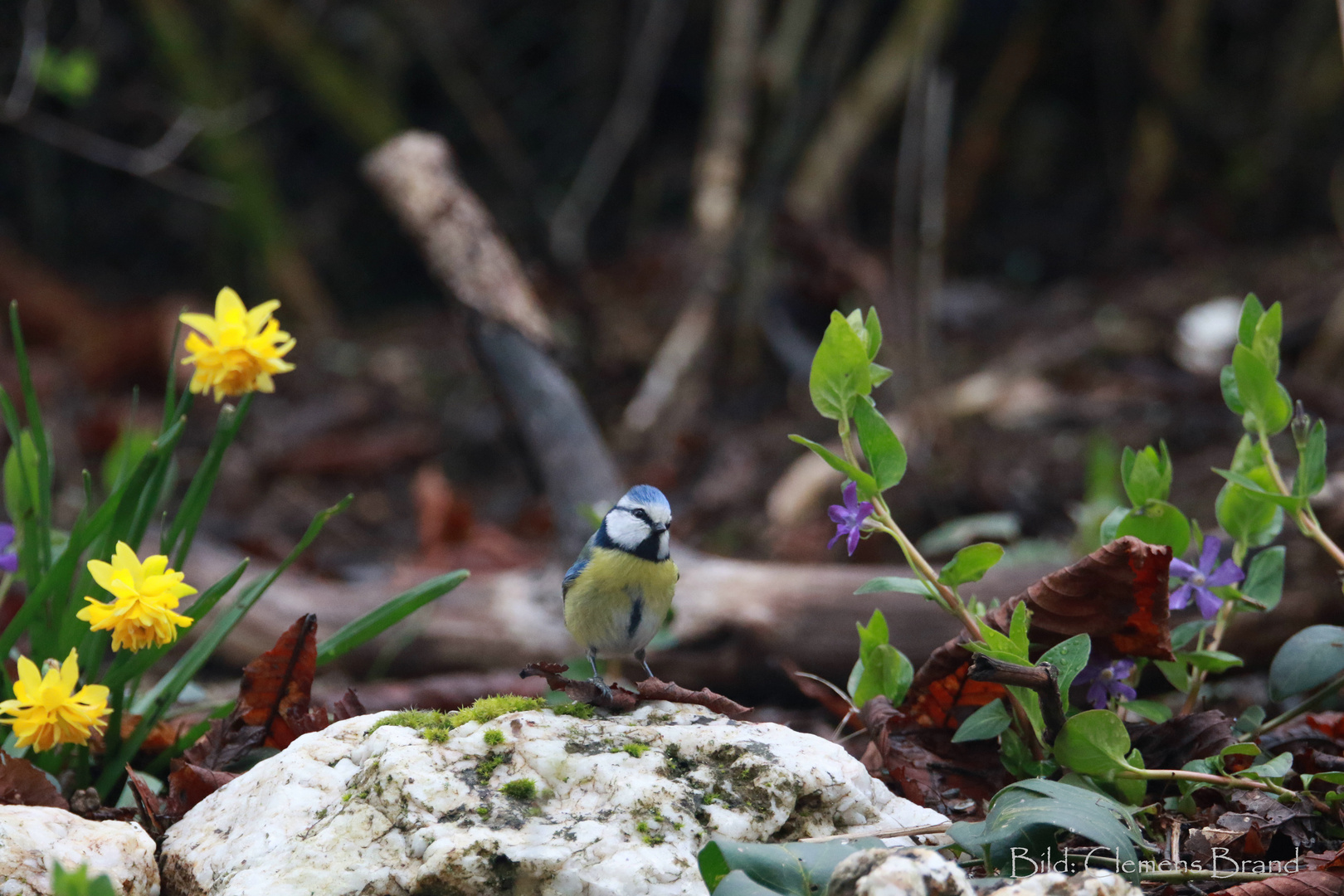 Blaumeise im Früh-Frühling