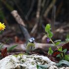 Blaumeise im Früh-Frühling