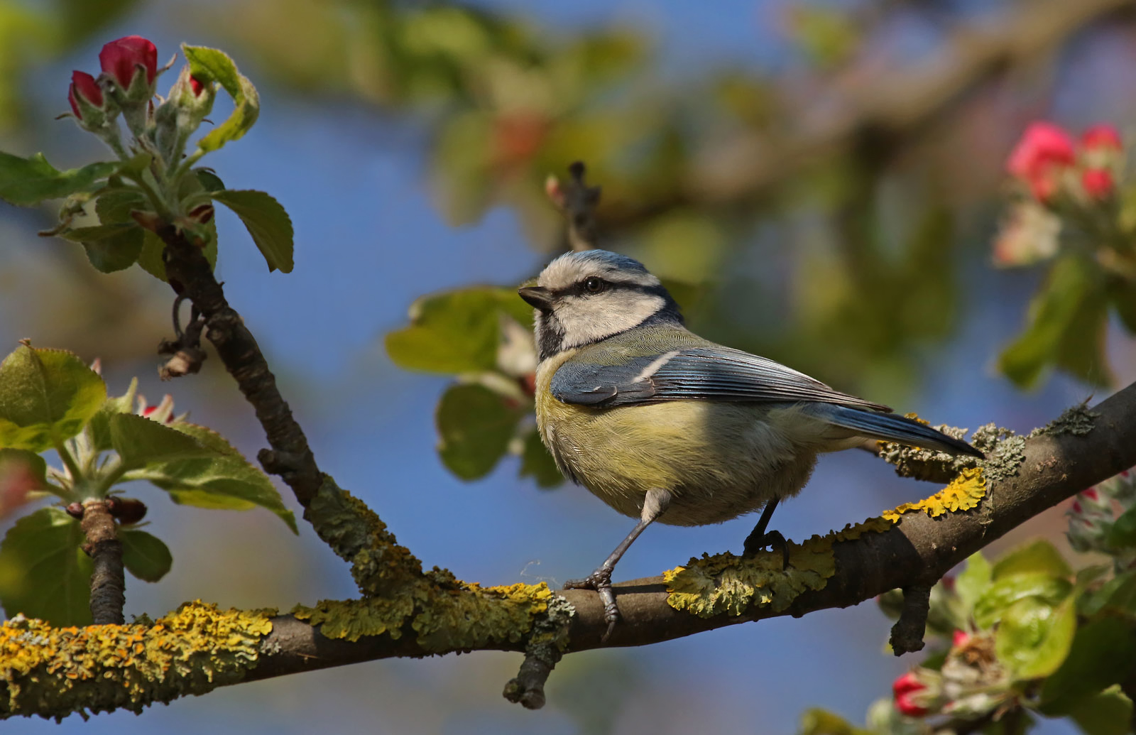 Blaumeise im Frühling