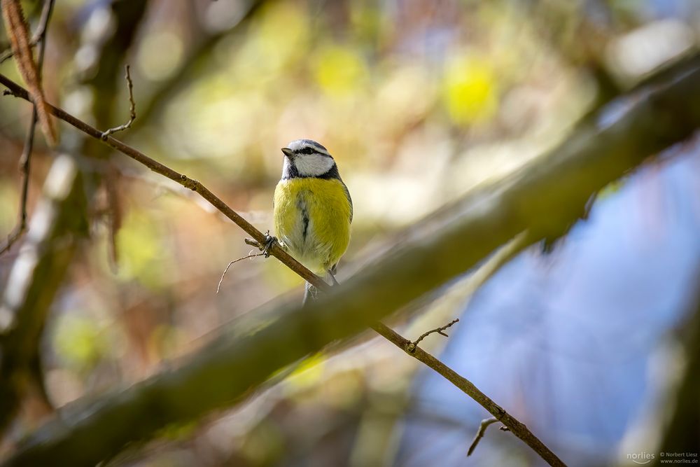 Blaumeise im Frühling