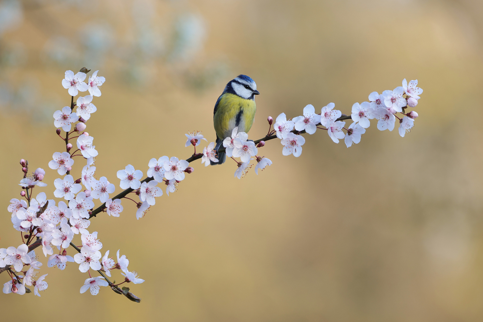 Blaumeise im Frühling