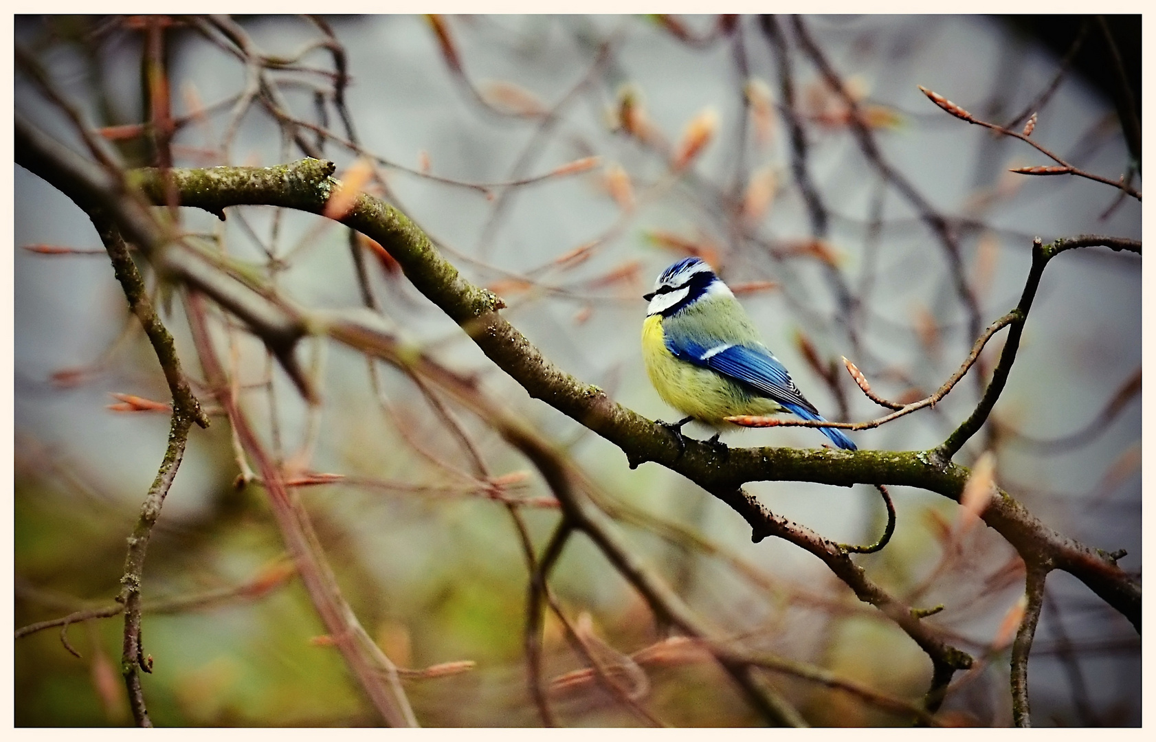 Blaumeise im Frühling