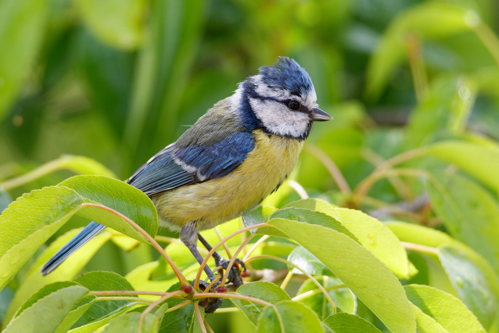 Blaumeise im Frühling