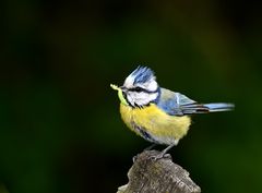 Blaumeise im Garten