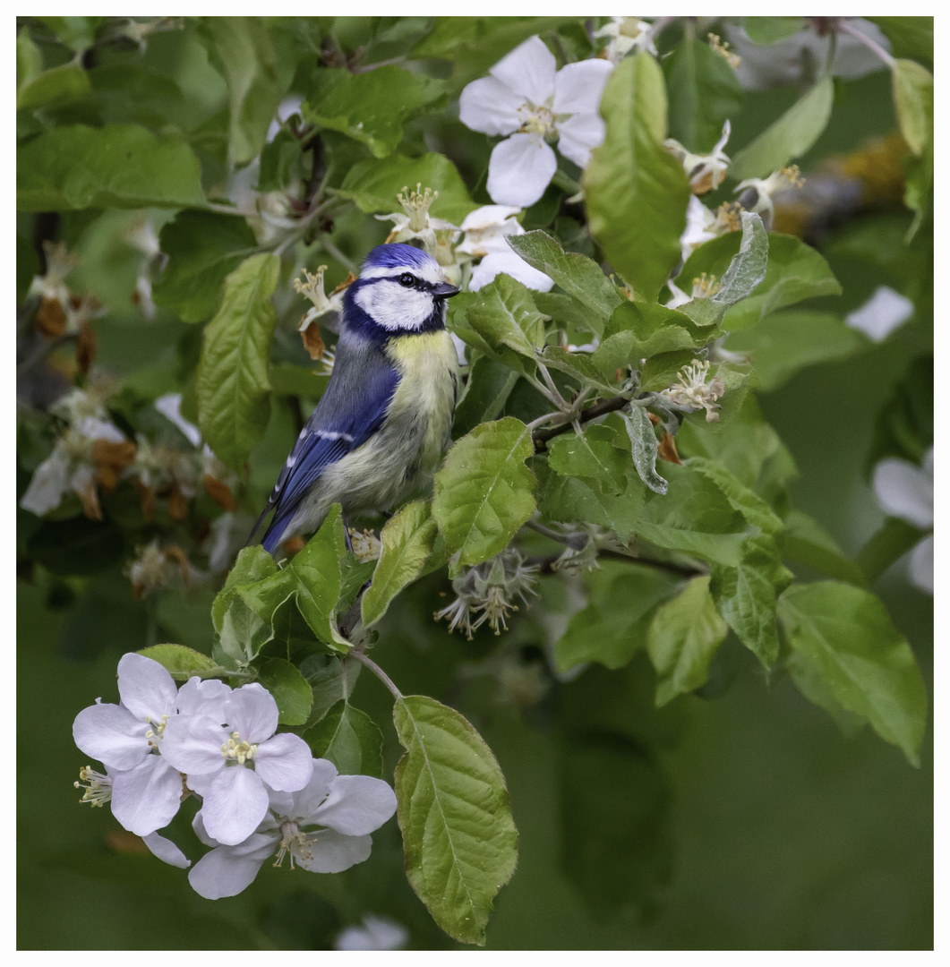 Blaumeise im Garten