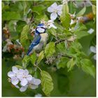 Blaumeise im Garten