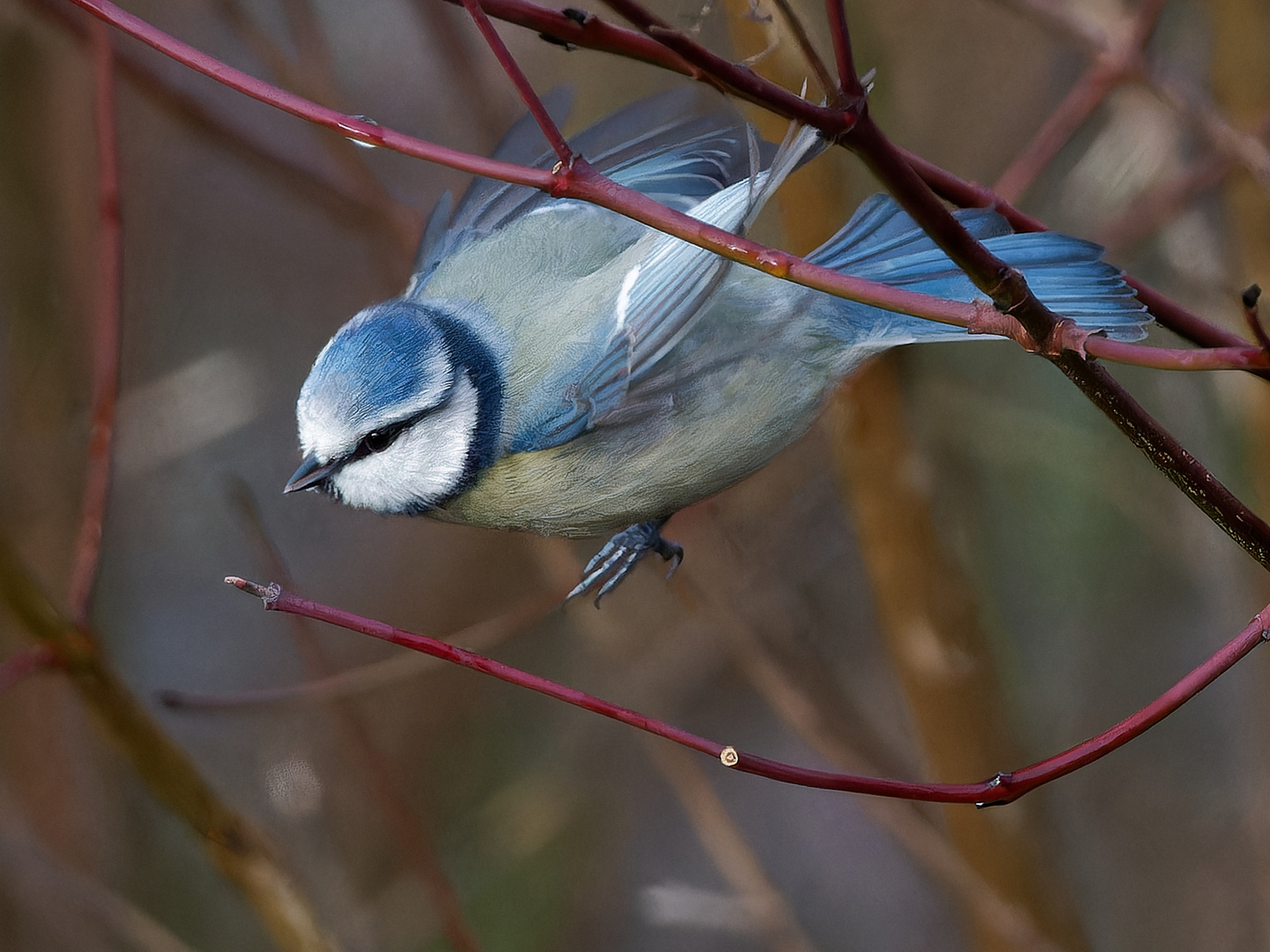 Blaumeise im Garten # 1