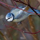 Blaumeise im Garten # 1