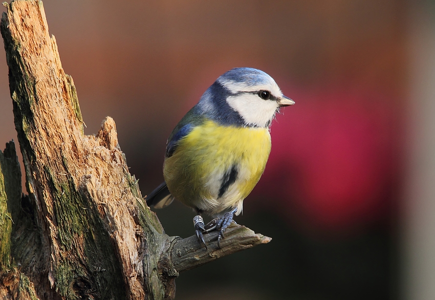 Blaumeise im Garten