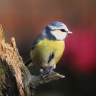 Blaumeise im Garten