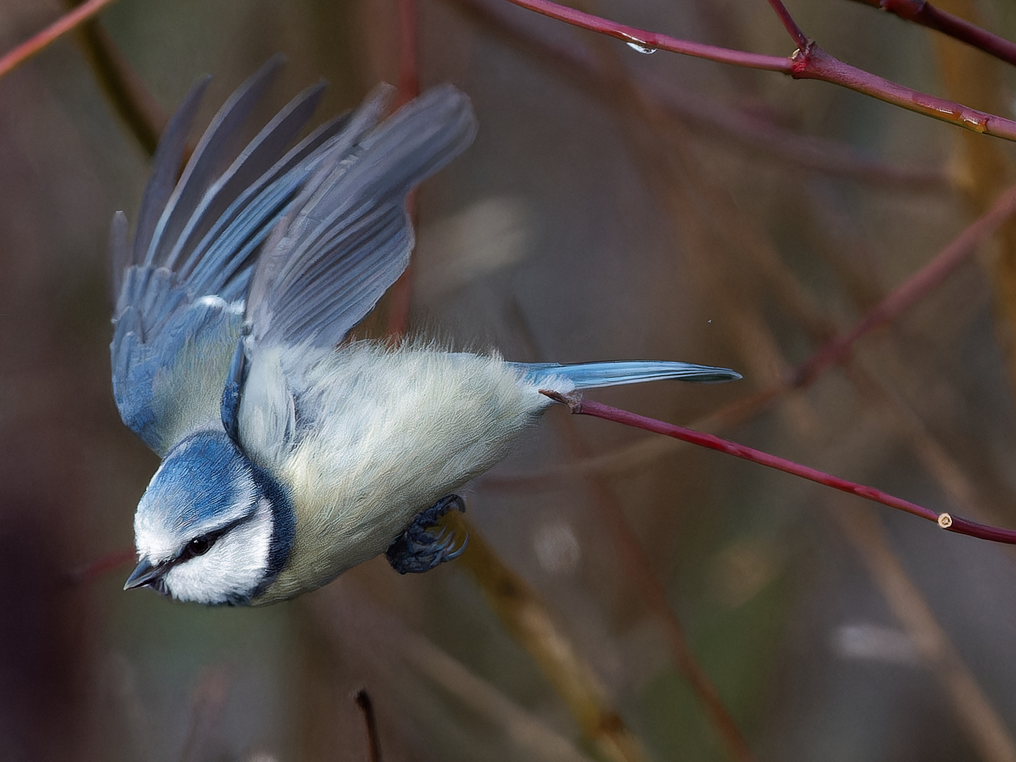 Blaumeise im Garten 2 Foto & Bild natur, tiere, wildlife Bilder auf