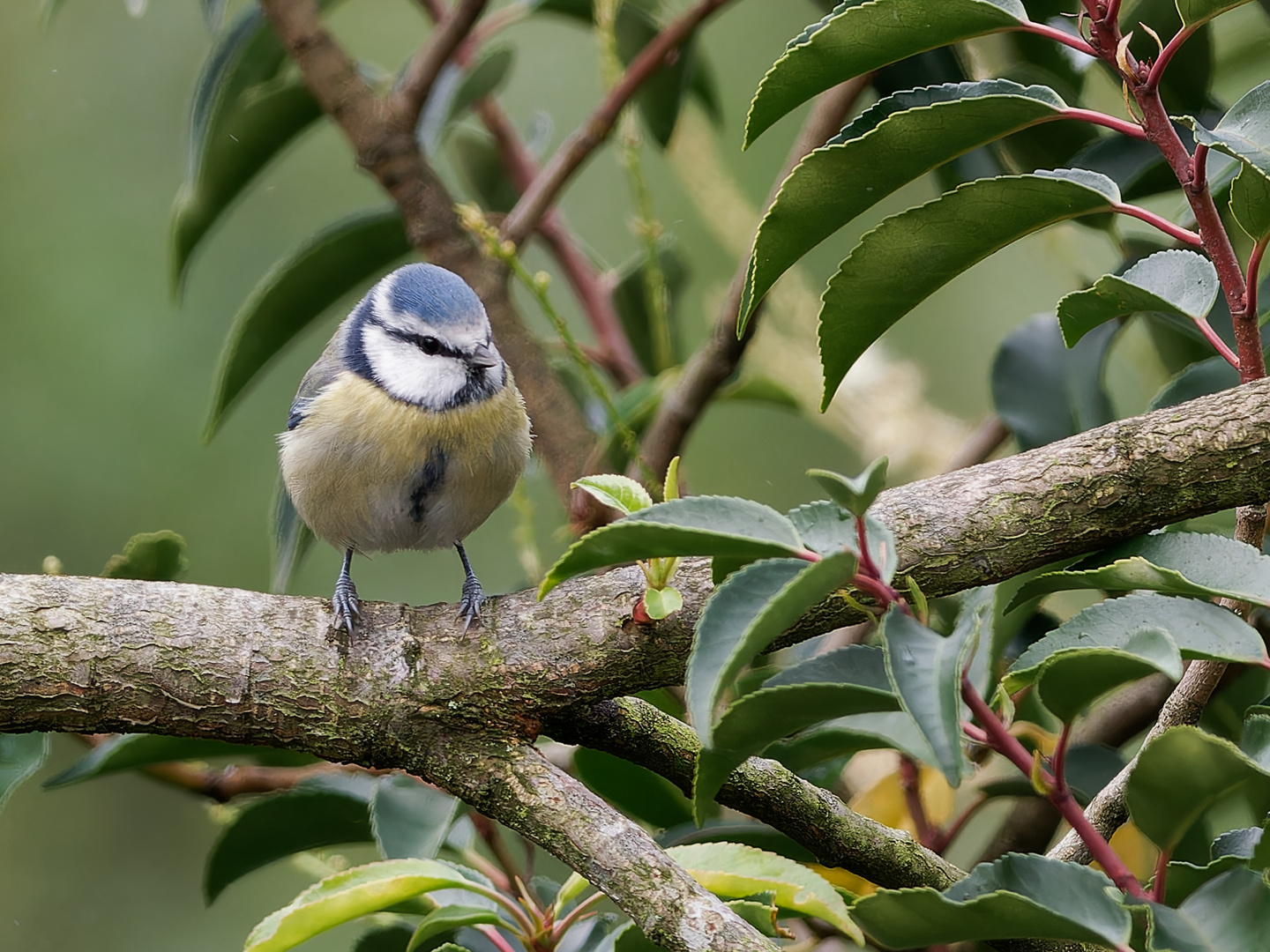 Blaumeise im Garten Foto & Bild tiere, wildlife, wild lebende vögel