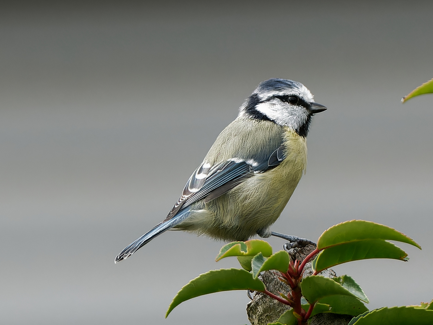 Blaumeise im Garten