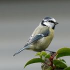 Blaumeise im Garten