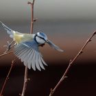 Blaumeise im Garten